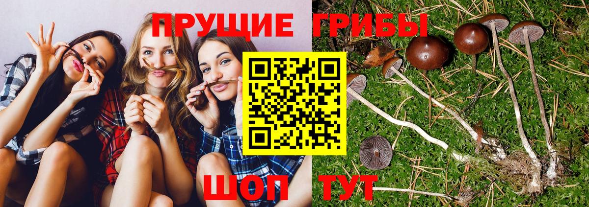 Галлюциногенные грибы Cubensis  наркота  Можга  Вход с VPN  Галлюциногенные грибы мухоморы 